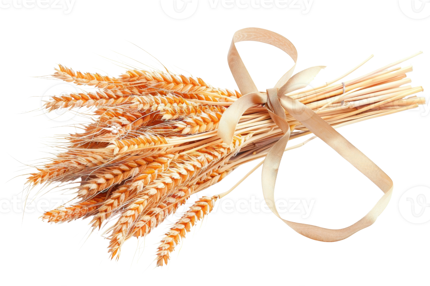 Close-up of a bundle of dried wheat stalks tied with a ribbon, isolated on transparent background. symbolizing agriculture, harvest, and nature. png