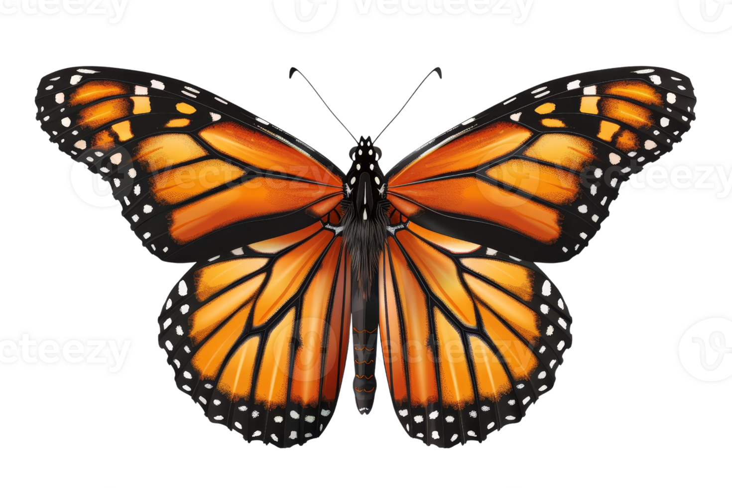 Close-up of a vibrant Monarch butterfly with detailed orange and black wings, isolated against a transparent background. png