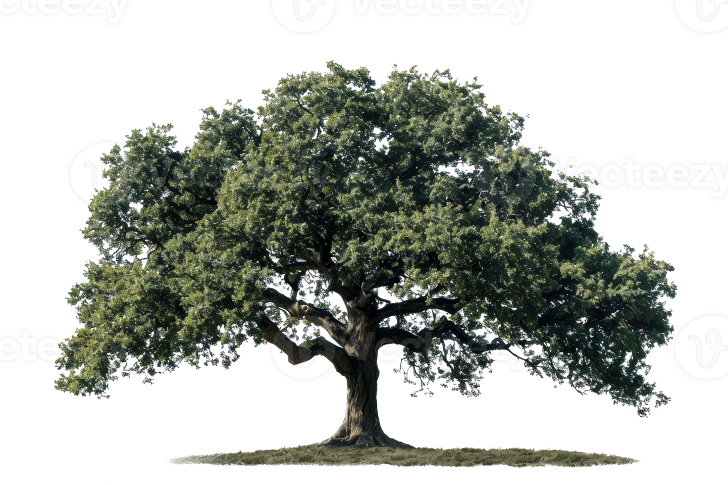 A large tree with green leaves stands alone on a white background. The tree is the main focus of the image, and its size and color contrast with the white background. Concept of calm and serenity png