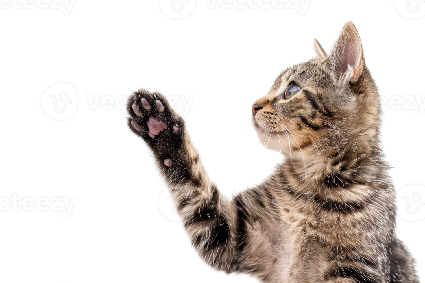 Close-up of a playful tabby kitten raising its paw against a transparent background. showcasing its curiosity and innocence. png