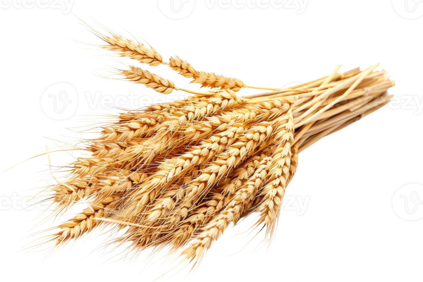 Harvested bundle of golden wheat ears isolated on a transparent background. representing agriculture, farming, and organic produce. png