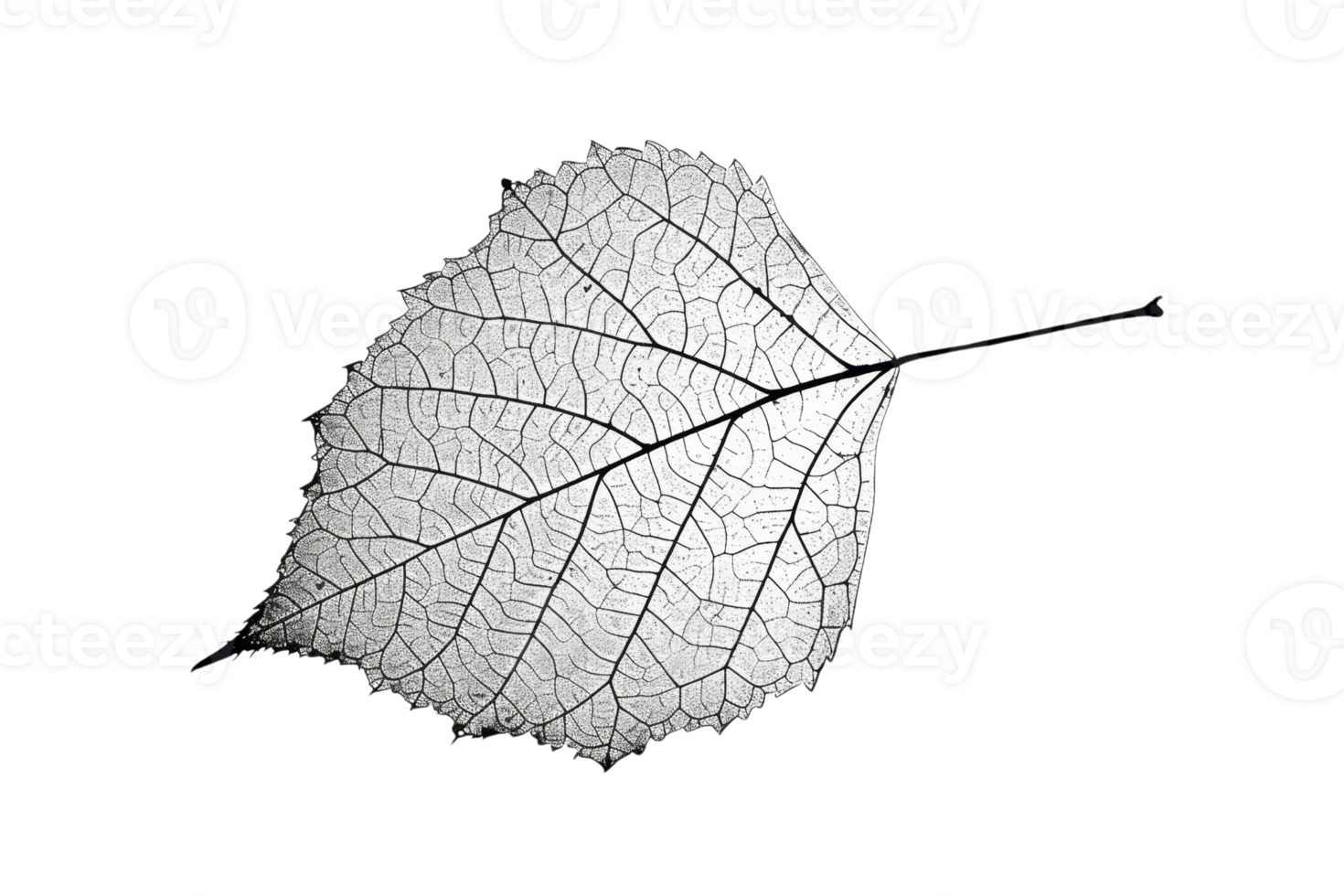Close-up of a delicate, translucent leaf with intricate vein patterns against a plain background, showcasing nature's intricate details. png