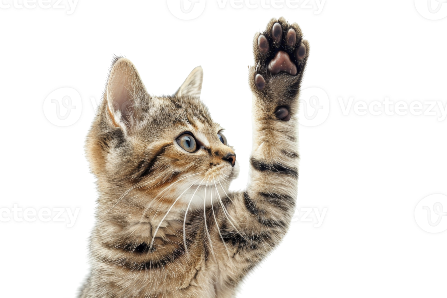 Adorable tabby kitten with raised paw, isolated on transparent background. Perfect for pet-related themes, advertising, and design projects. png