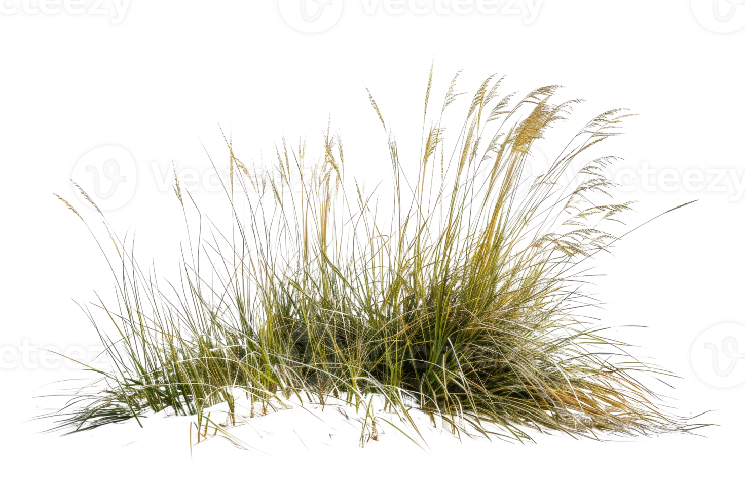 A bush of vibrant grass isolated on a transparent background. showcasing natural green and yellow hues, perfect for nature design and background. png