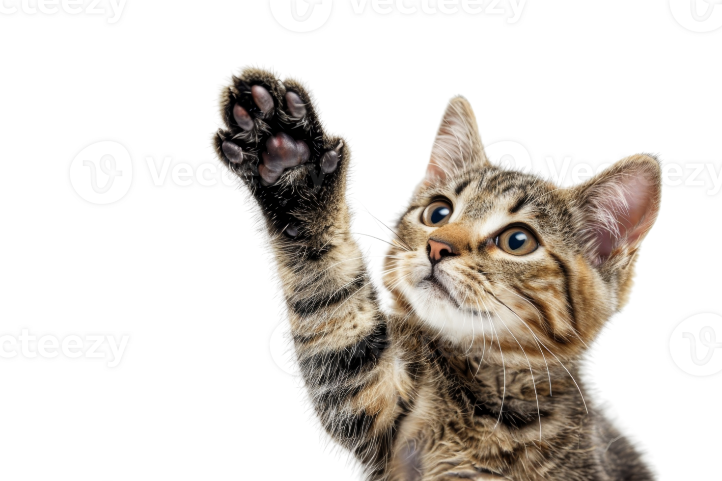 Cute tabby kitten reaching out with its paw in a playful gesture on a transparent background. png