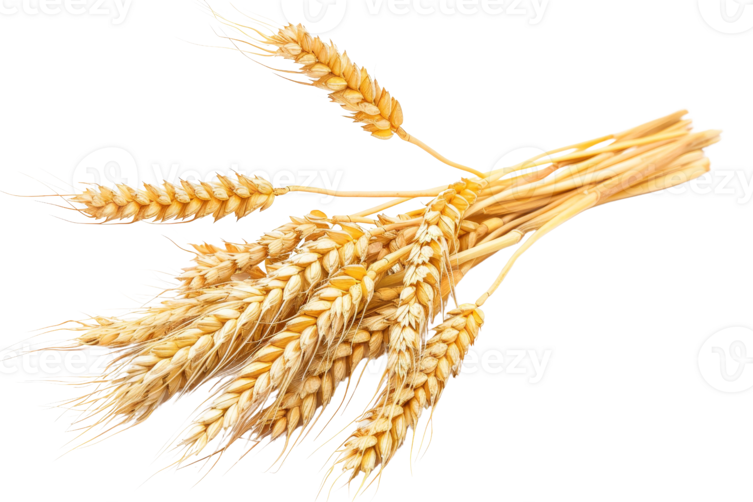Close-up of golden wheat ears on a transparent background. symbolizing agriculture, harvest, and organic farming. png