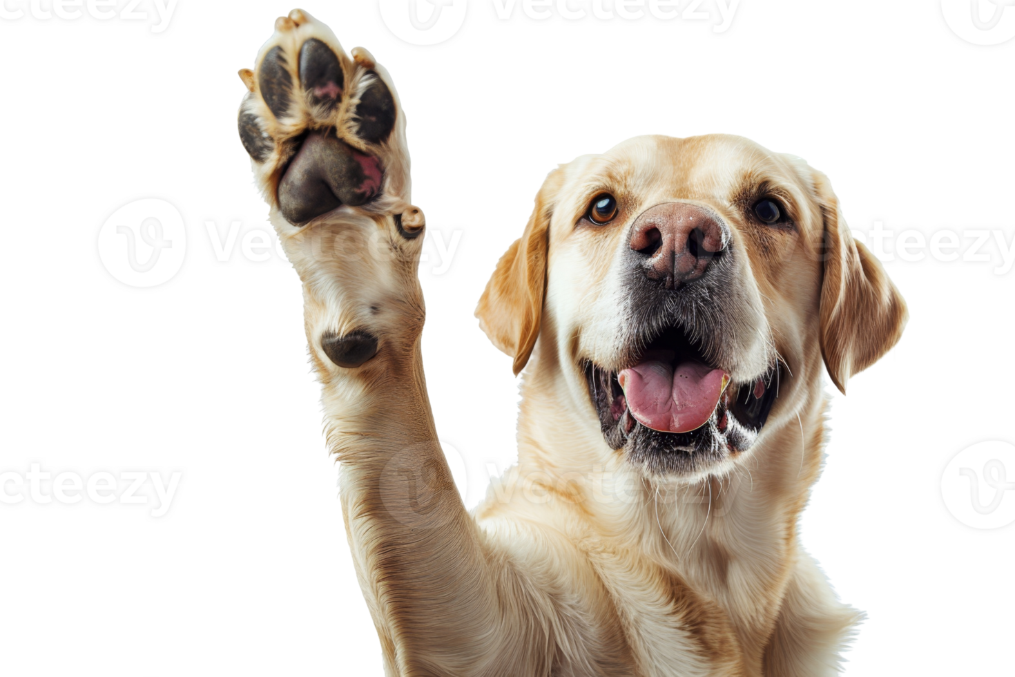 A friendly Labrador raises its paw in greeting, showcasing the playful and loving nature of the breed. Perfect for pet and animal-themed promotions. png