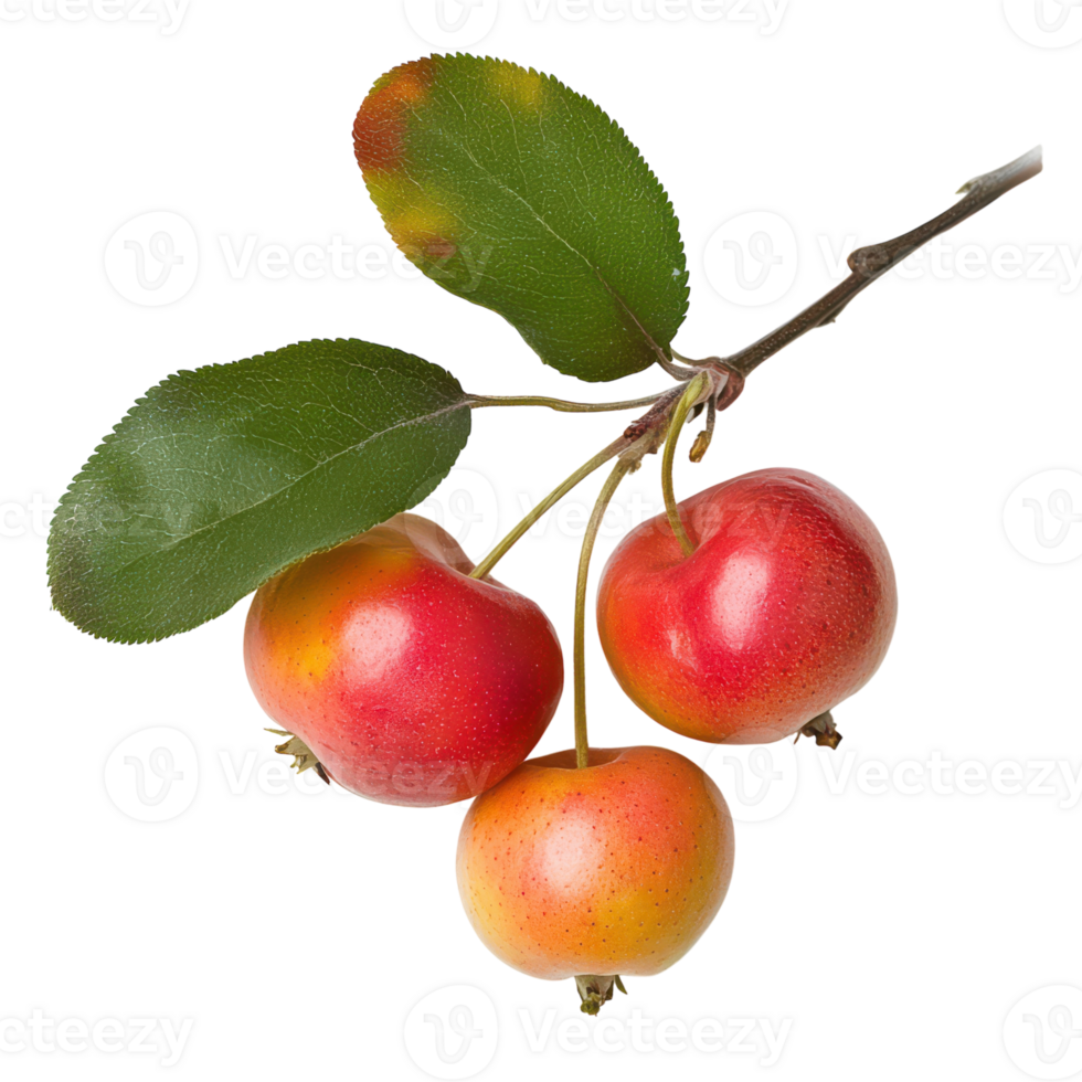 Three red apples on a branch with leaves png