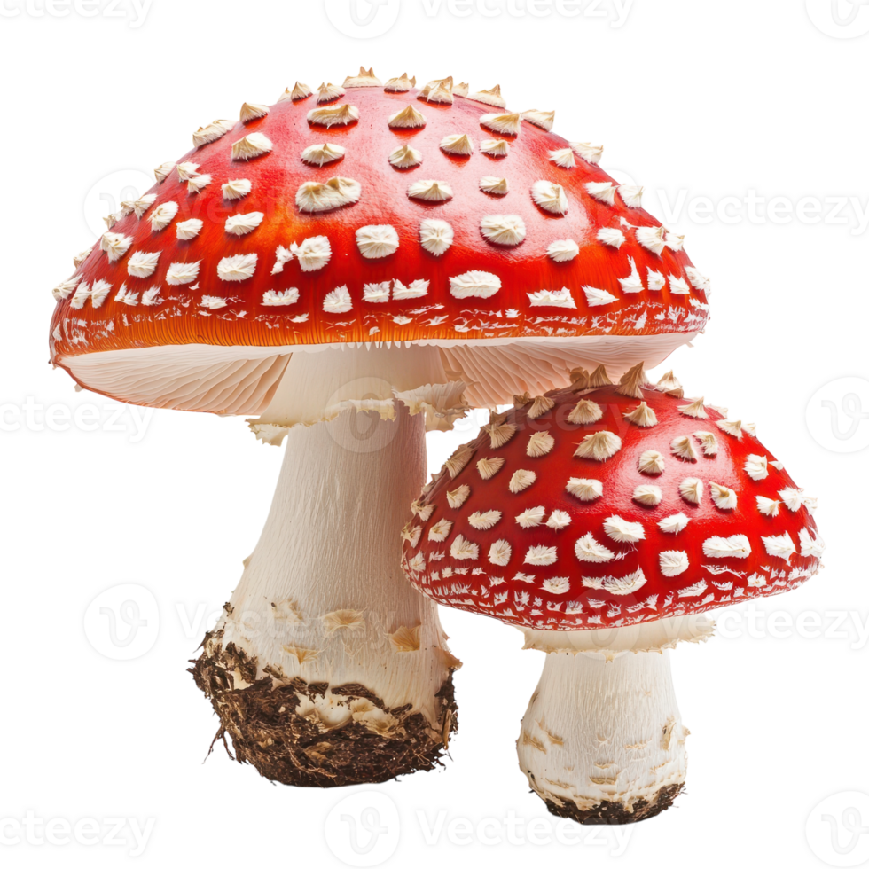Two red mushrooms with white spots on them png