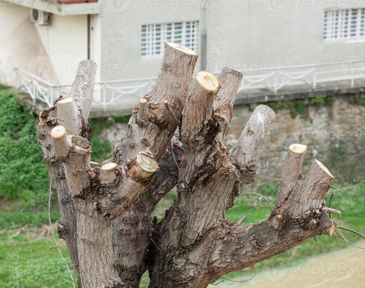 Close up of Pruned Tree photo