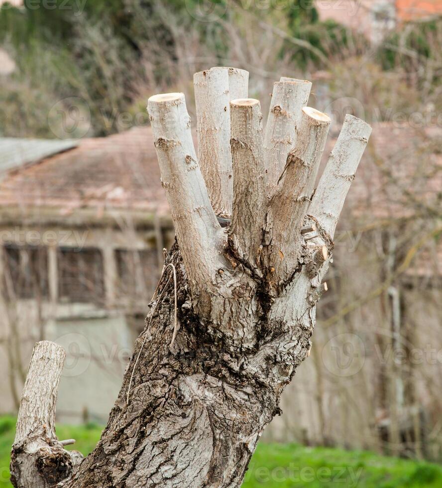 Close up of Pruned Tree photo