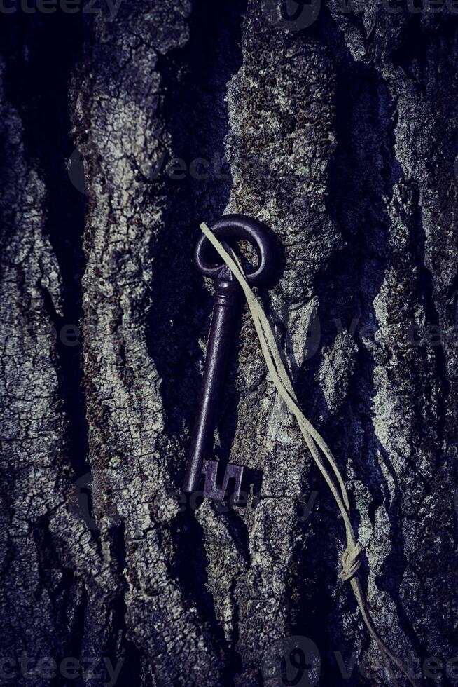 A key is stuck in a tree photo