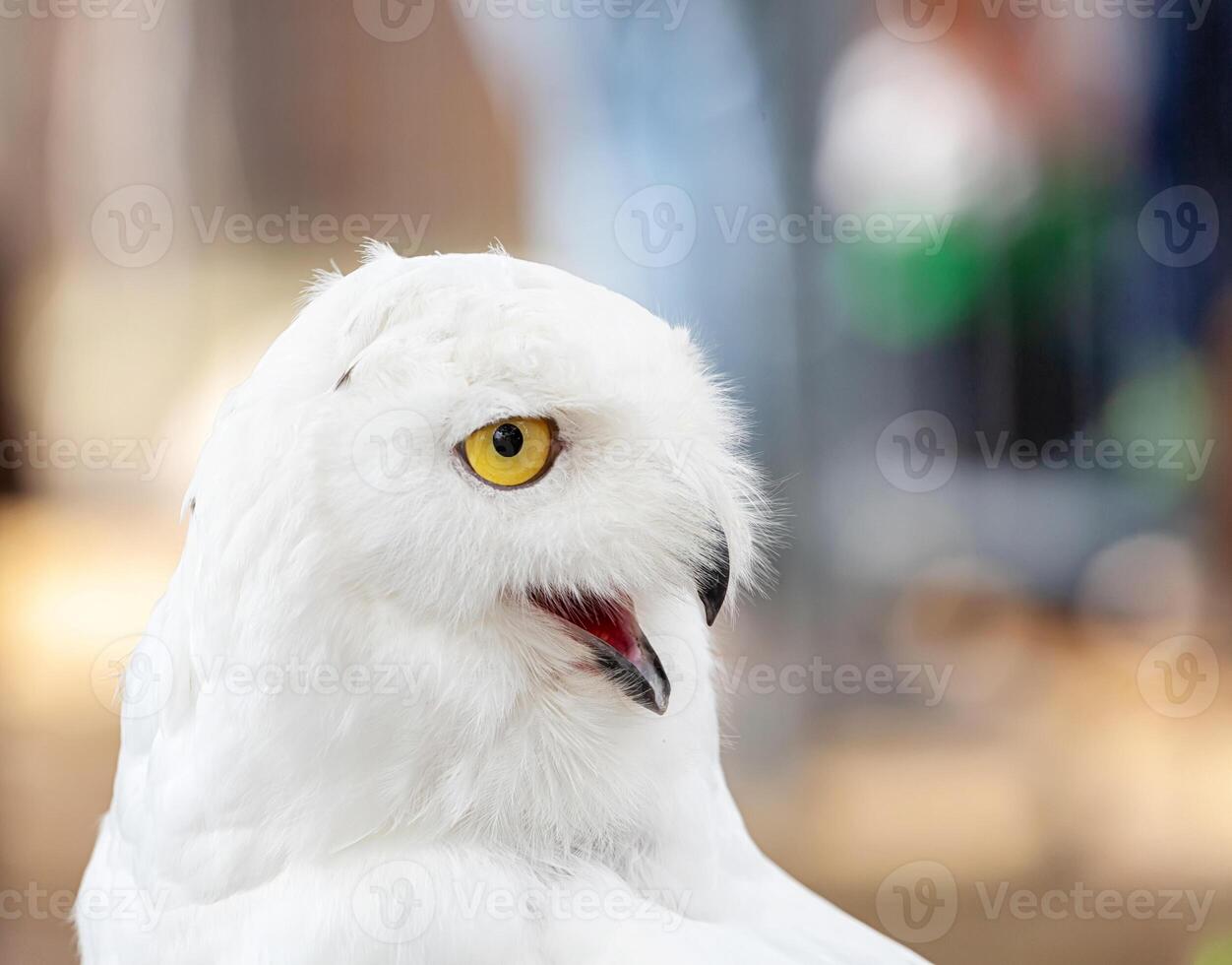 A snowy owl with yellow eyes photo