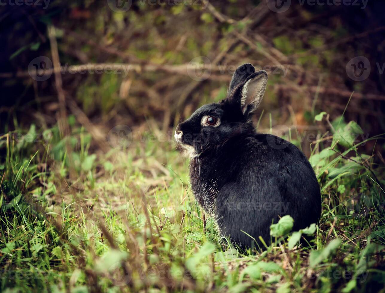 A black rabbit sitting in the grass photo