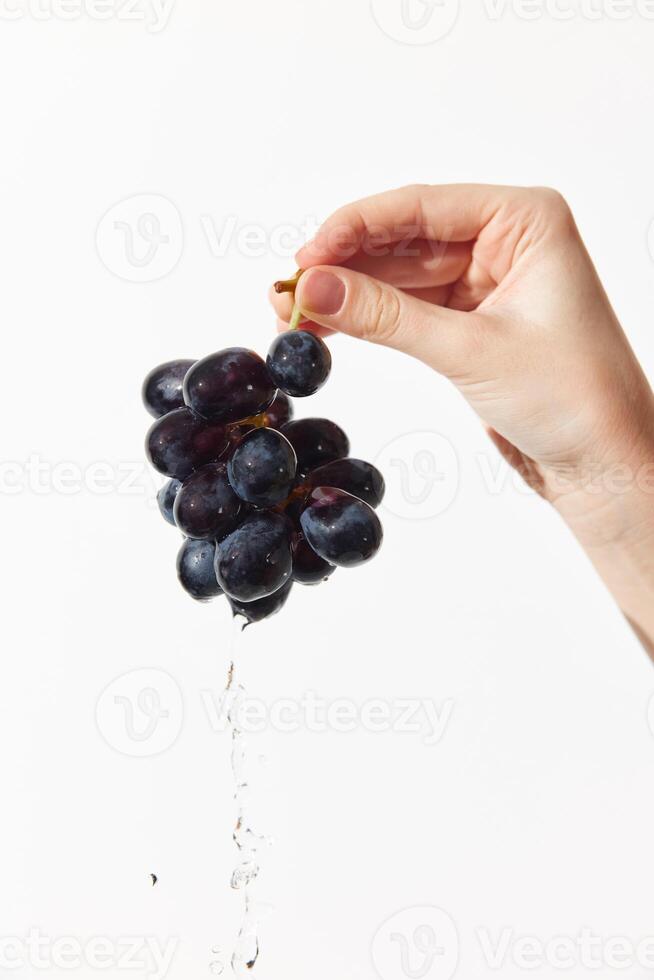 Ripe grapes with a water drop, held by a person on a white background. a fresh and juicy fruit photo