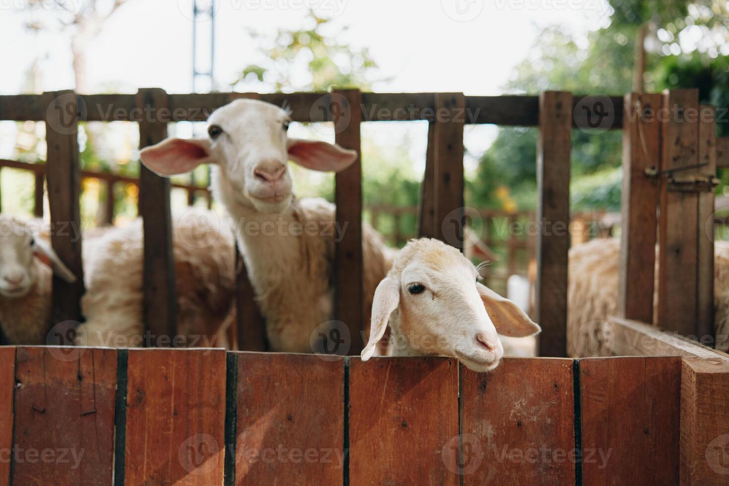 A group of sheep looking over a wooden fence in a fencedin area photo