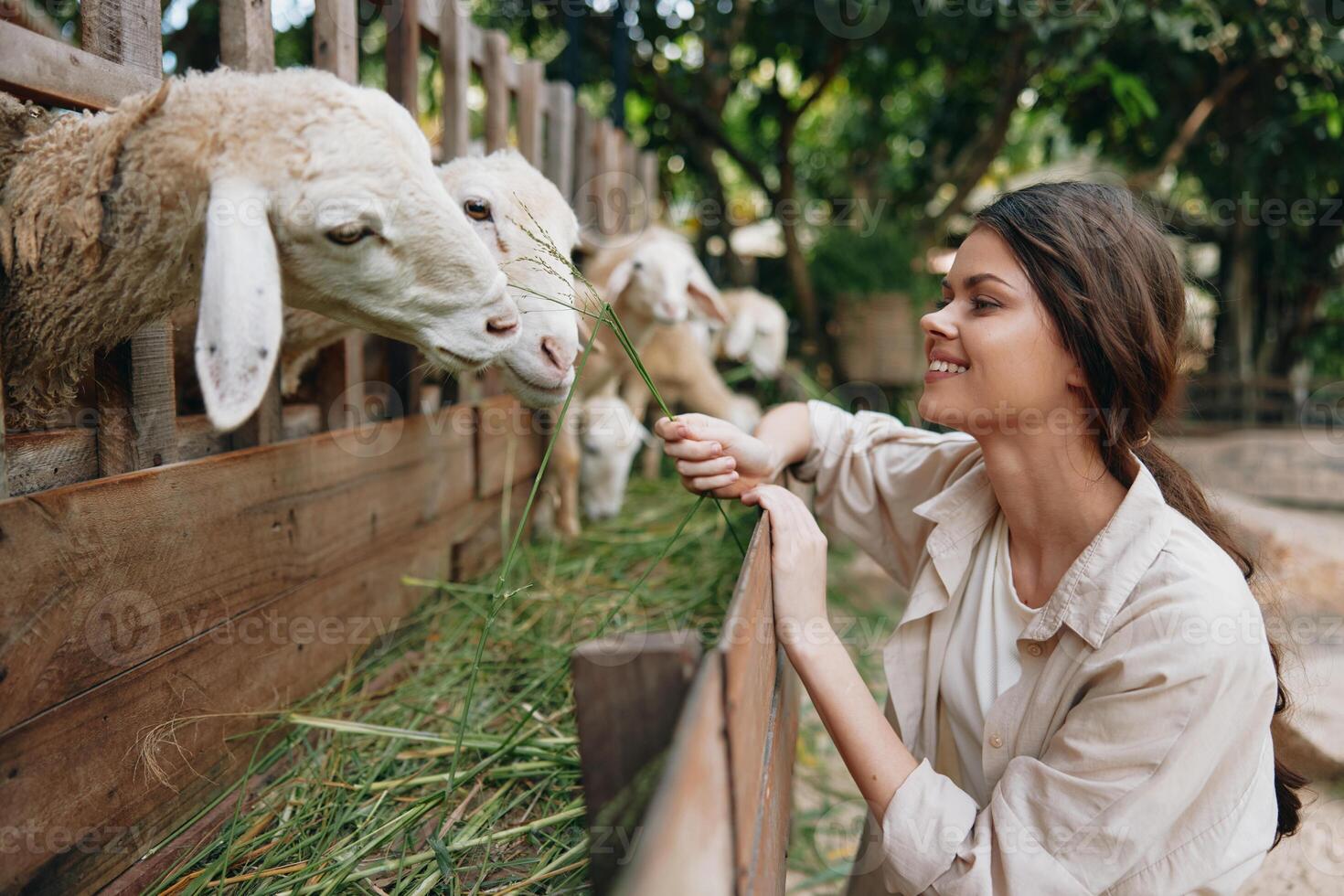 A woman petting a sheep in a pen with her hand on its head photo