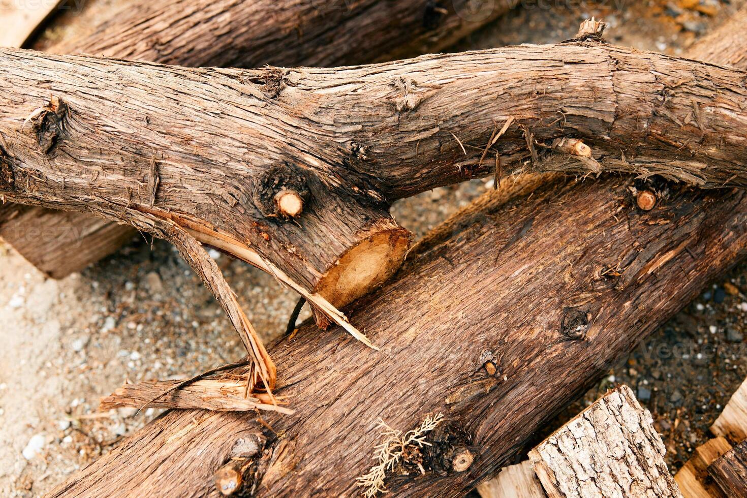 Bird perched on top of a rustic pile of firewood in a peaceful woodland setting photo