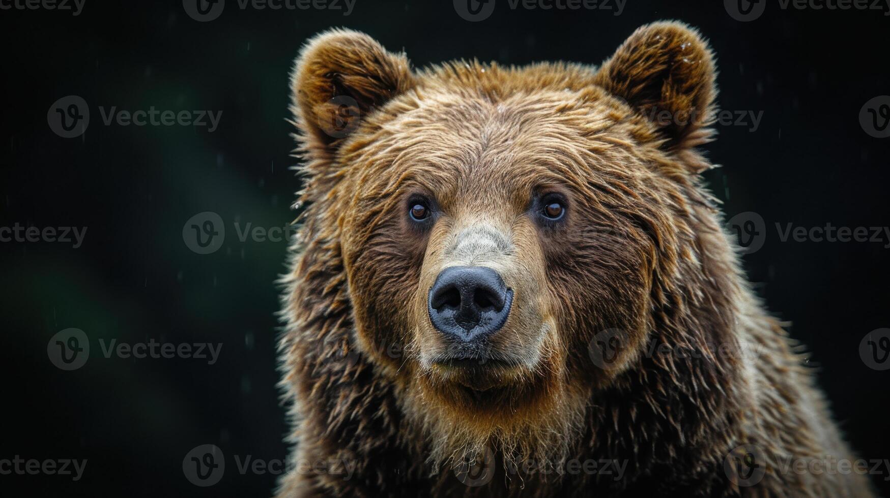Portrait of a brown bear on black isolated background. Portrait of a Kamchatka bear photo