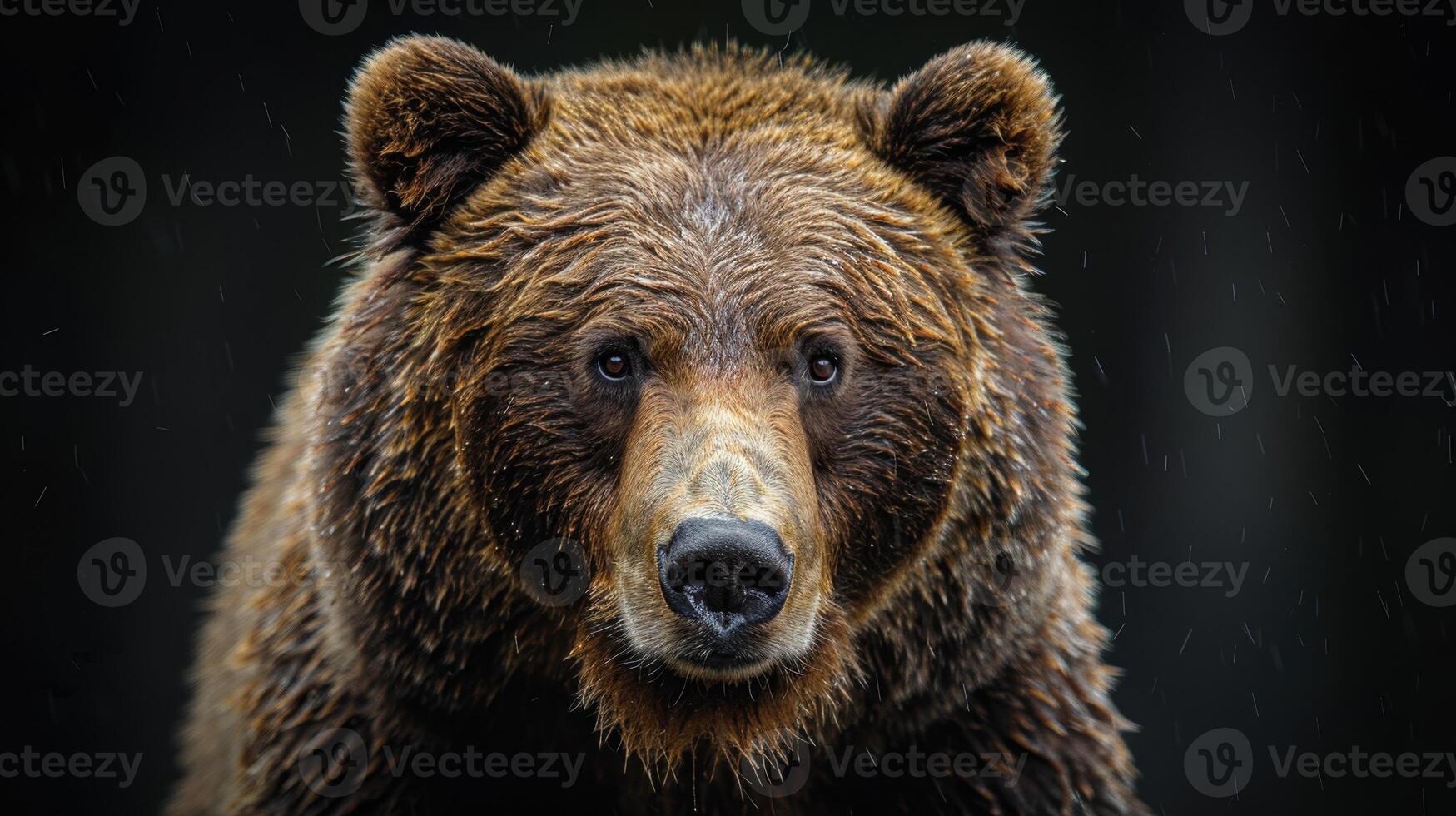 Portrait of a brown bear on black isolated background. Portrait of a Kamchatka bear photo
