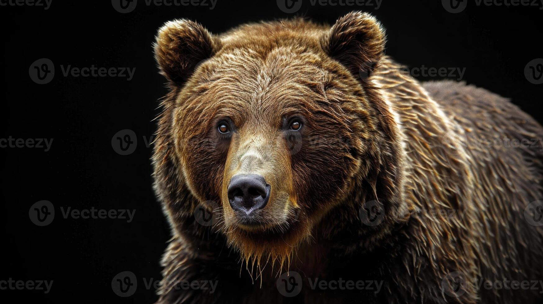 Portrait of a brown bear on black isolated background. Portrait of a Kamchatka bear photo