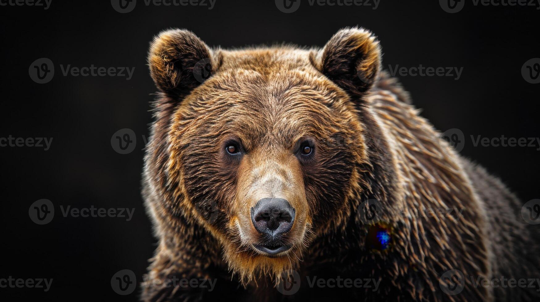 Portrait of a brown bear on black isolated background. Portrait of a Kamchatka bear photo