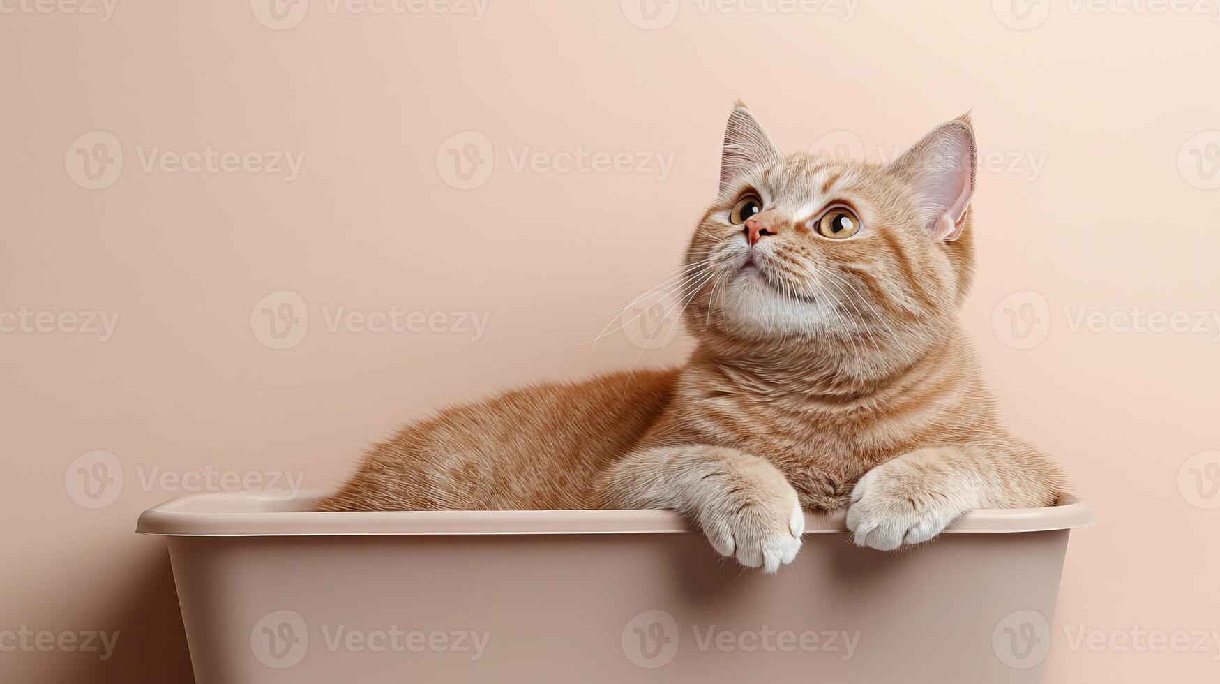 Curious orange tabby cat sitting in a tub, gazing upward with a thoughtful expression. photo