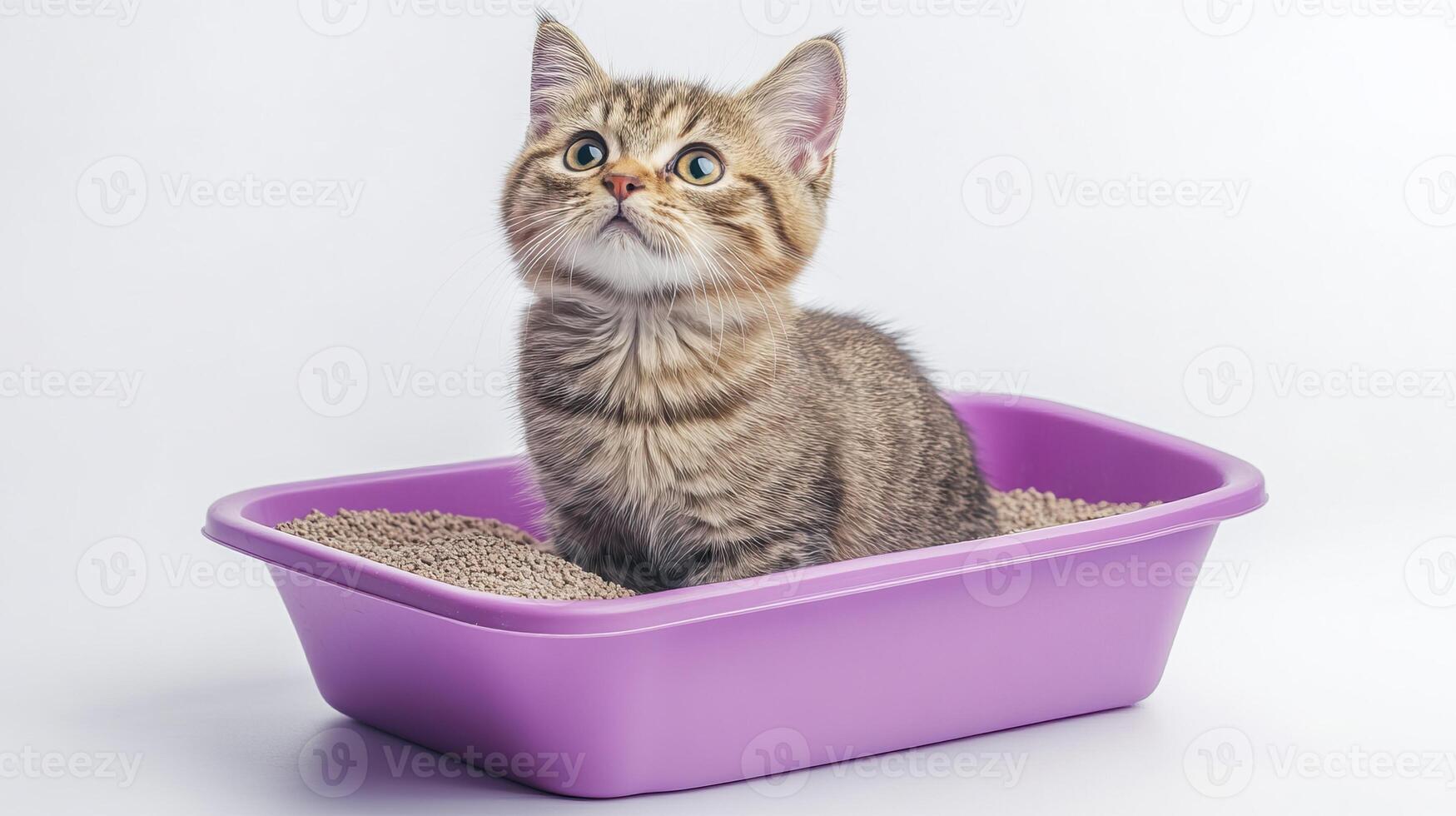 A curious kitten sits in a purple litter box, looking up with wide eyes, isolated on a white background. photo