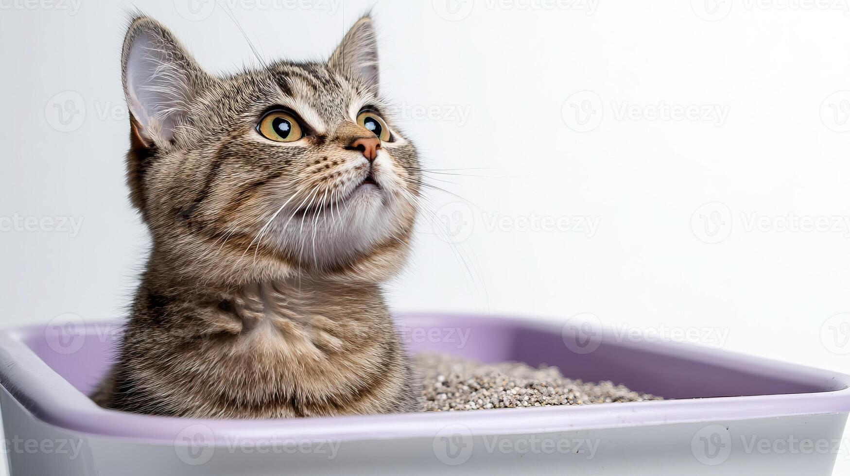 A playful tabby cat sitting in a litter box, looking up curiously against a white background. photo