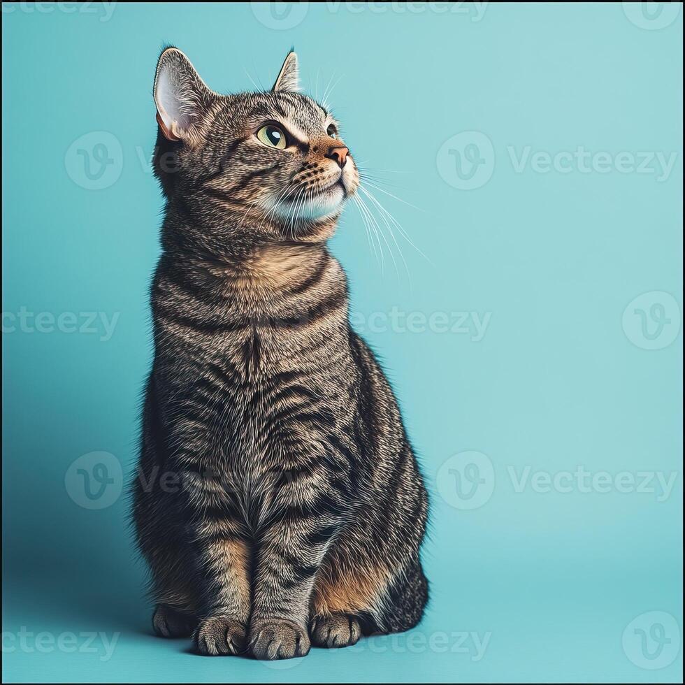 A curious tabby cat looking up, with green eyes and striped fur against a teal background. photo