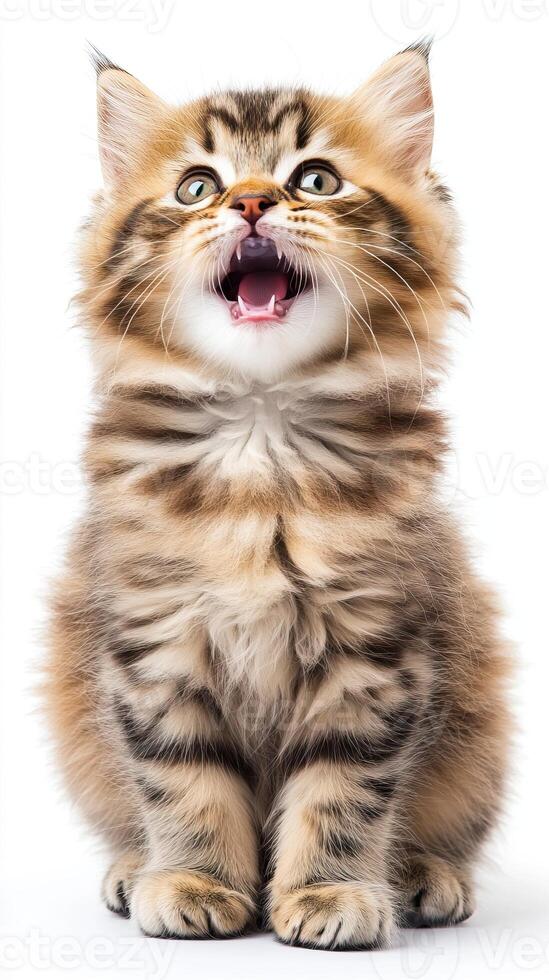 Close-up of a fluffy tabby kitten sitting with an open mouth, wide eyes, and an expressive look, set against a white background. photo