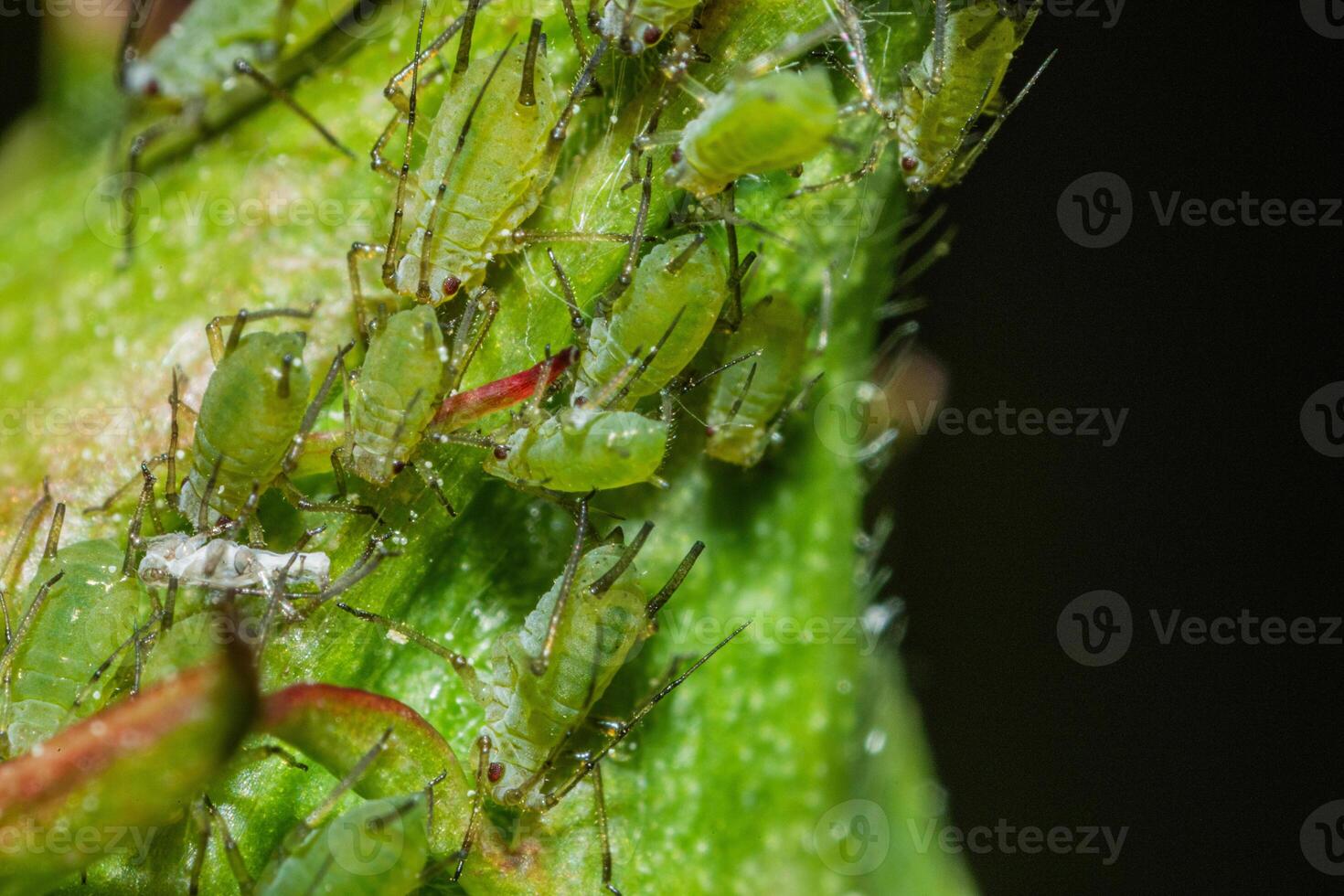 closeup of colony of aphids sucking on rosebud photo