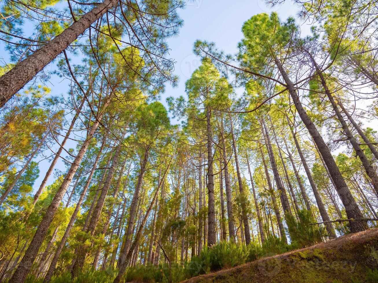 spring dense pine forest with light young needles photo