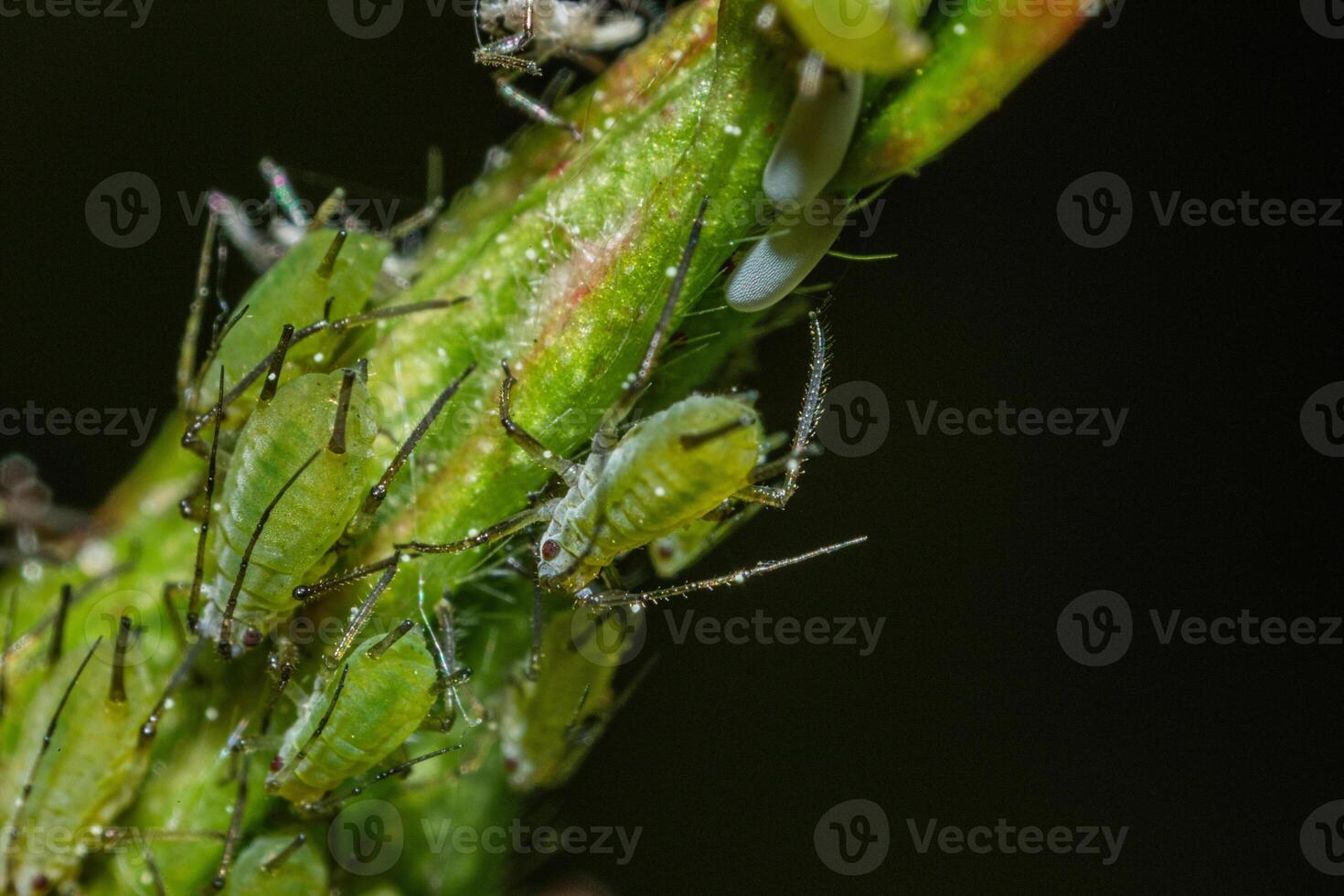 closeup of colony of aphids sucking on rosebud photo