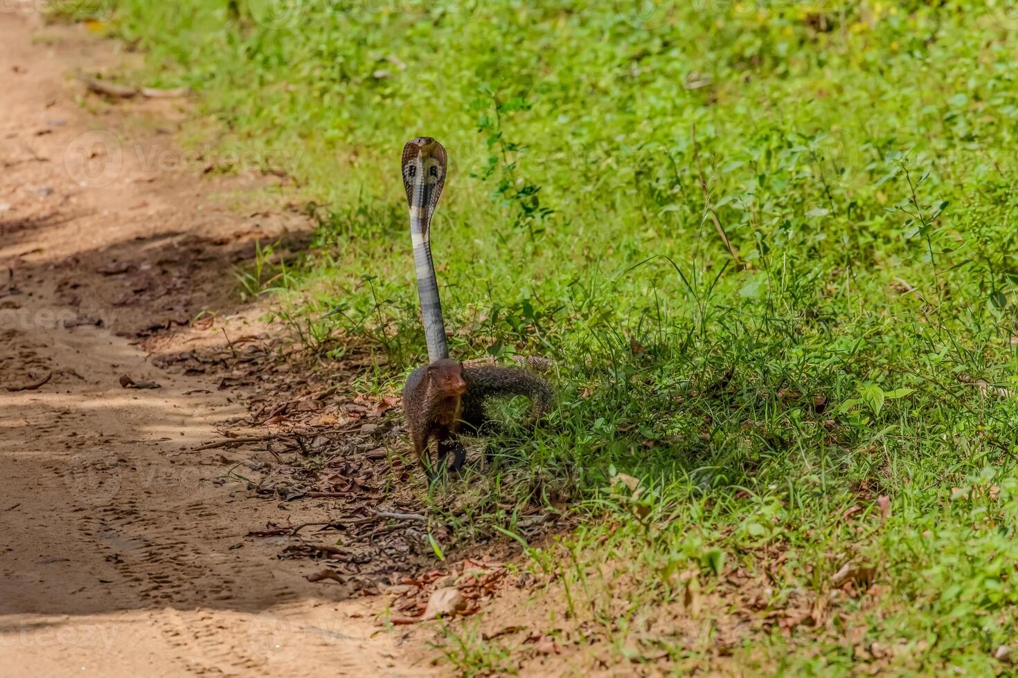 mongoose fights with an aggressive cobra in the wild photo