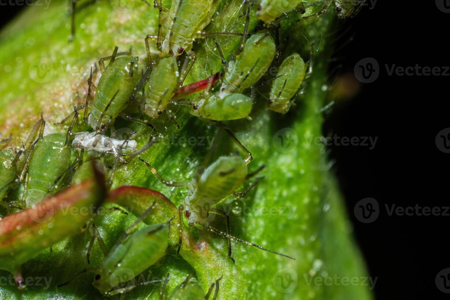 closeup of colony of aphids sucking on rosebud photo