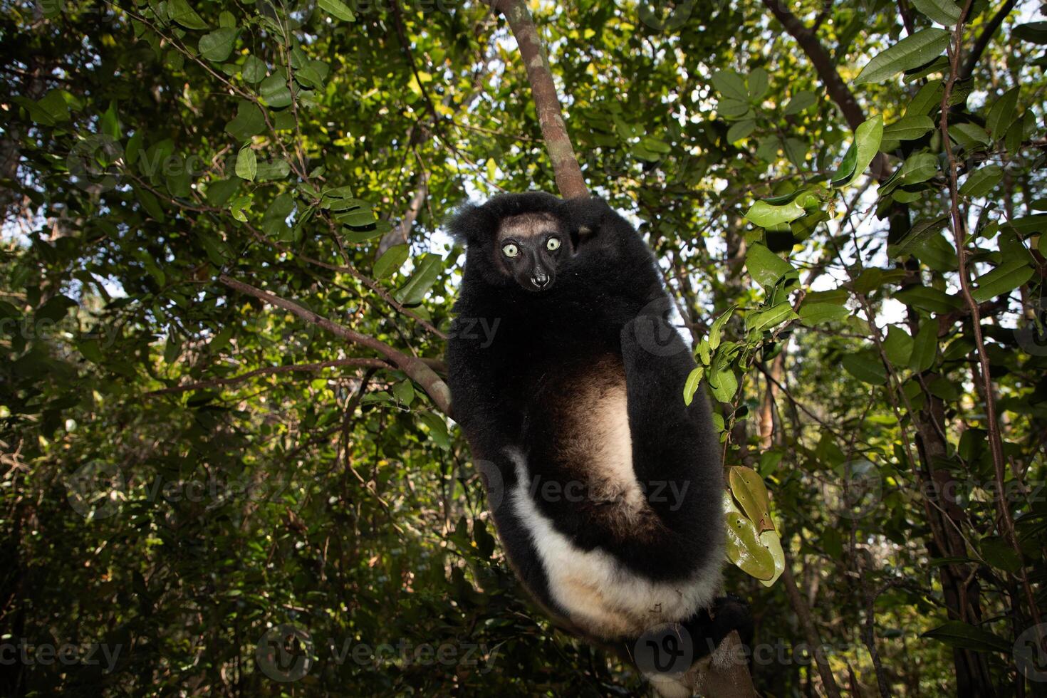Lemur Indri indri, babakoto largest lemur from Madagascar photo