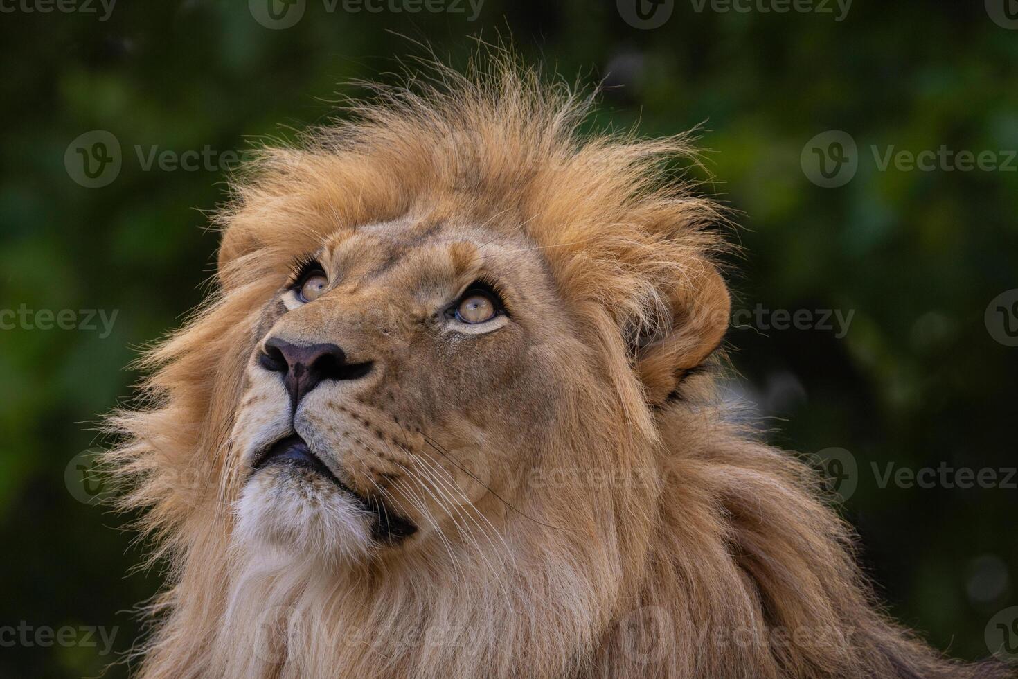 closeup image lion's head. expression is calm and majestic photo