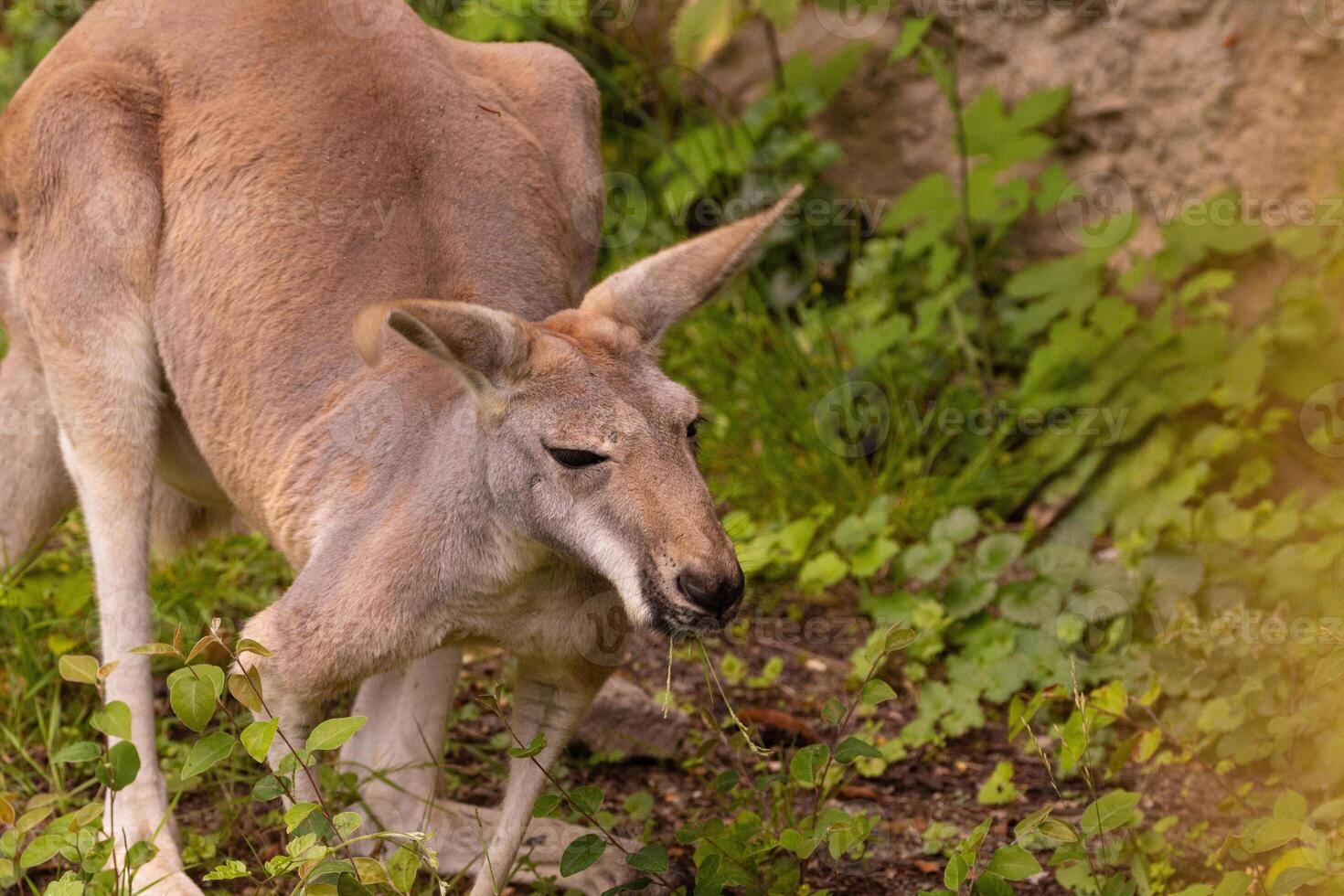 Portrait of an Australian medium sized kangaroo in selective focus photo