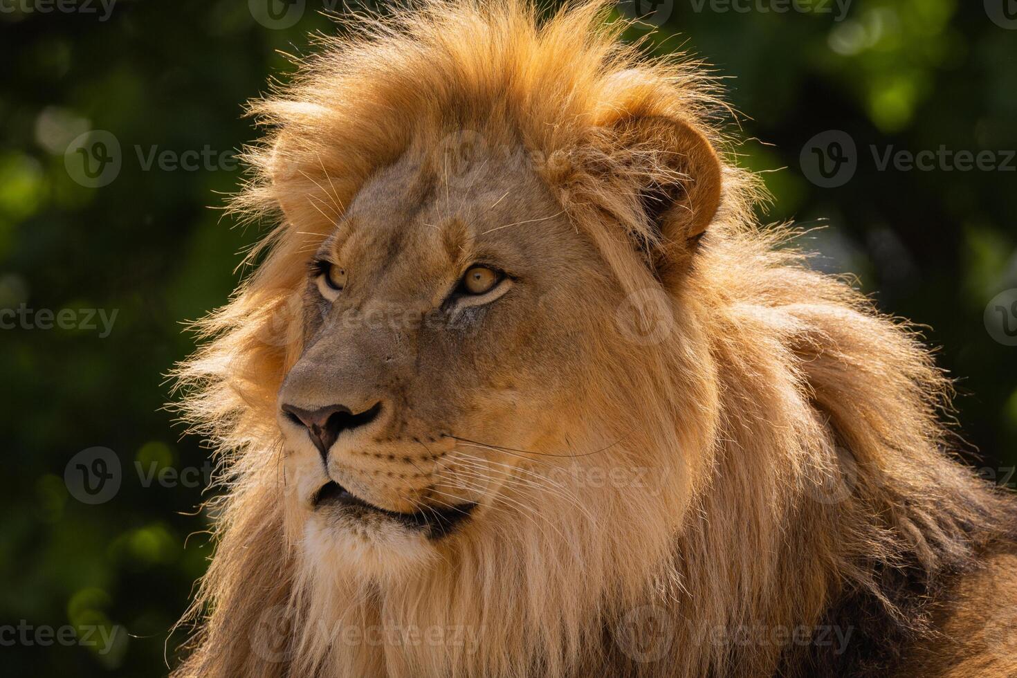 close-up image of a lion's head. expression is calm and majestic photo