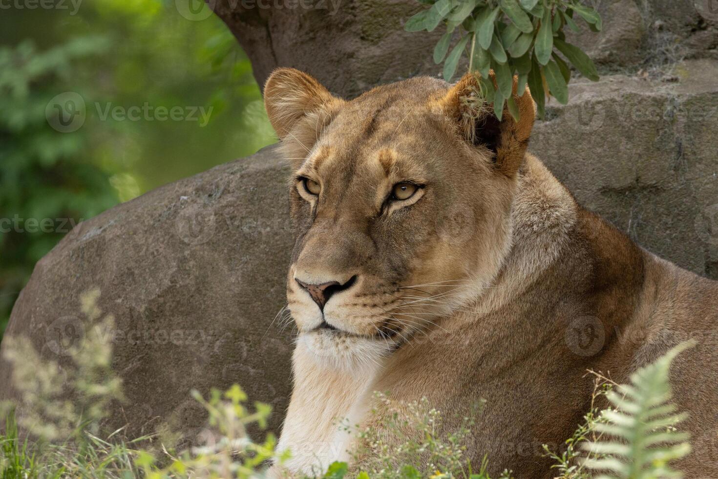 portrait of an adult beautiful lioness resting on a large stone. photo
