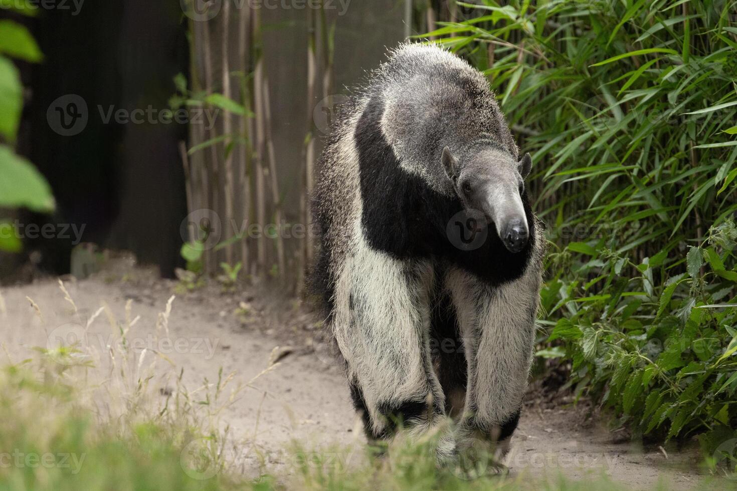 Giant anteater cute animal from Brazil. photo