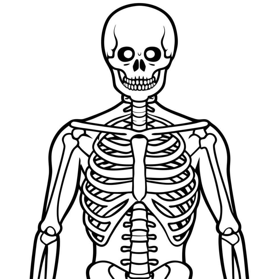Infographic illustration of a human skeleton anatomy vector