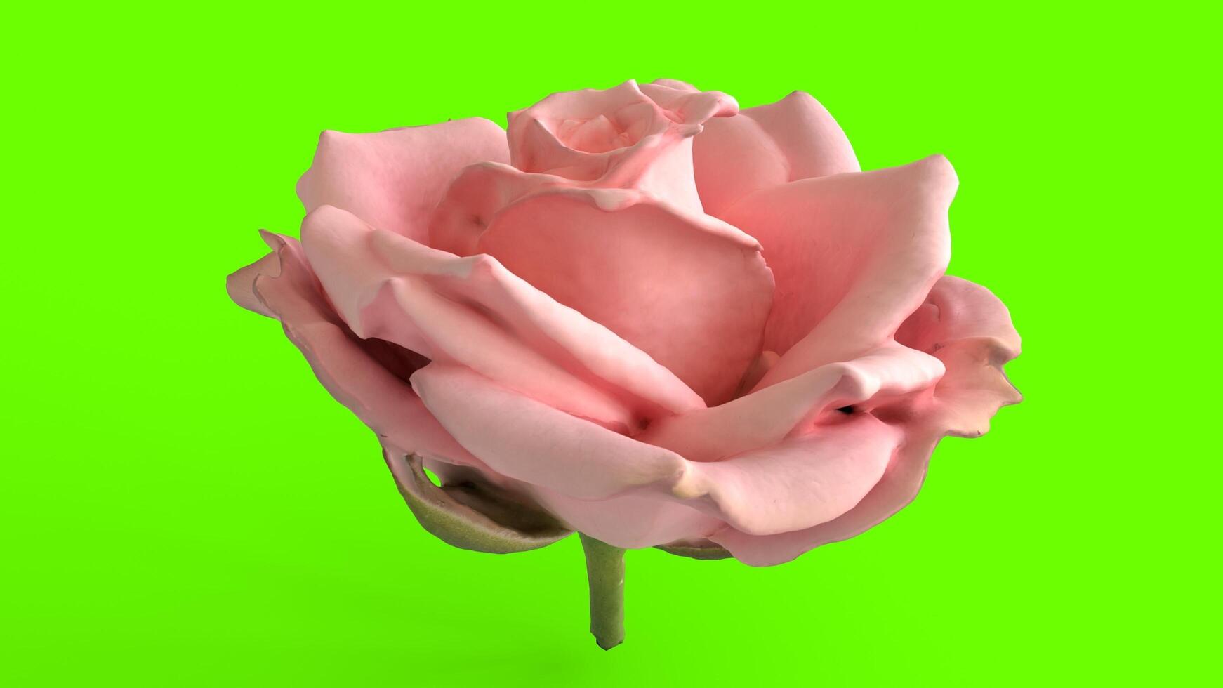 pink rose with green background photo