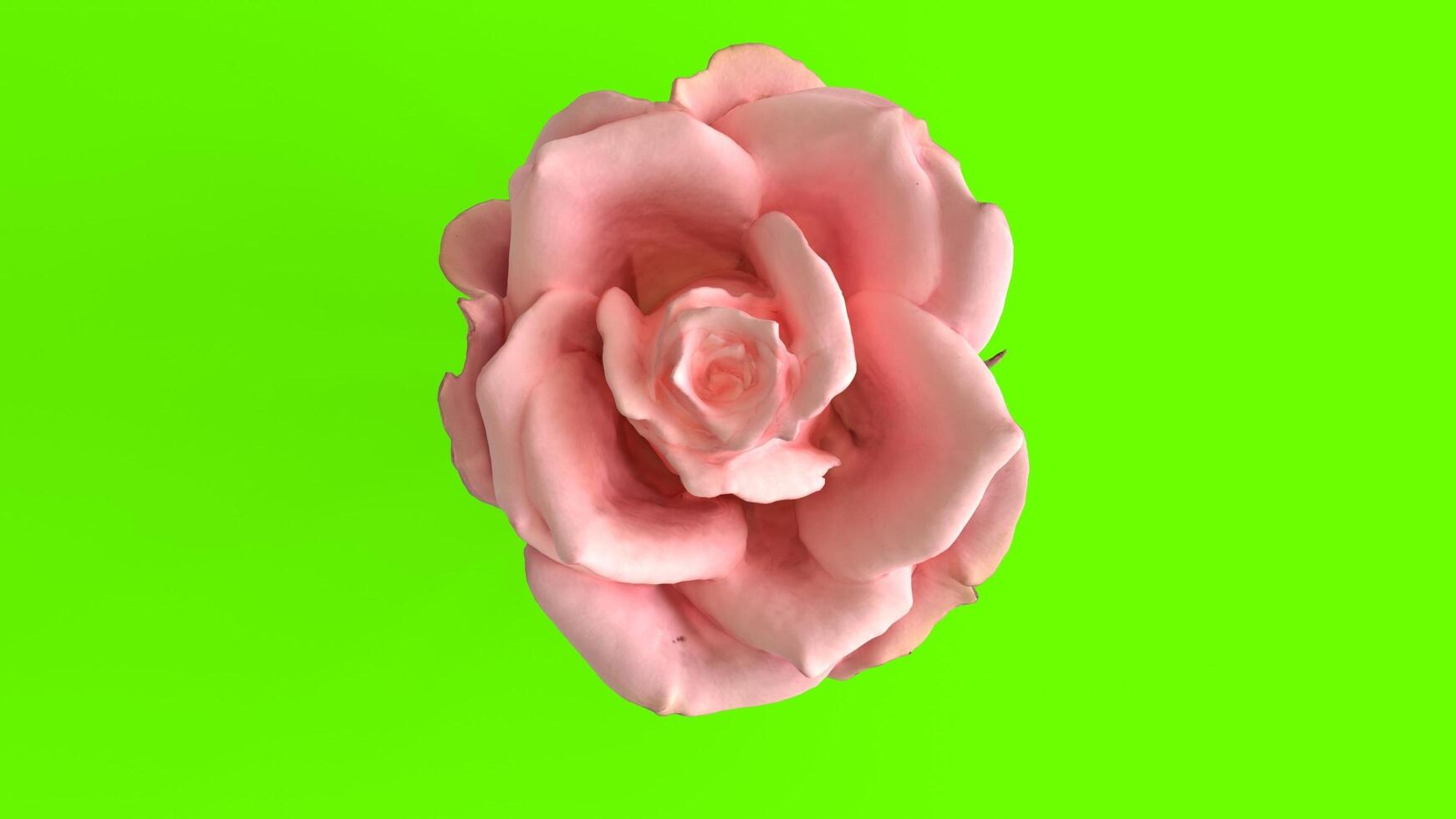 pink rose with green background photo