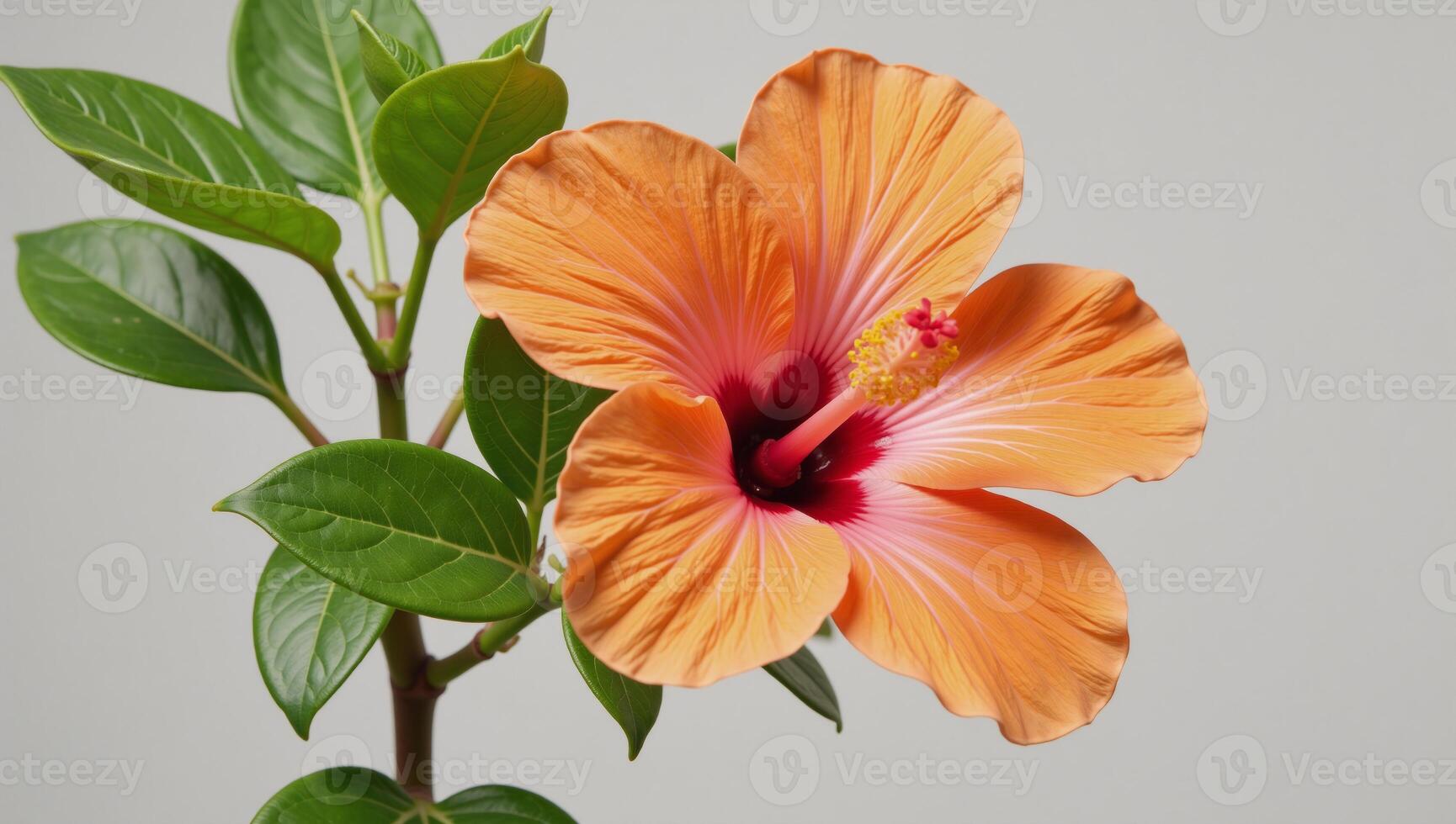 an orangecolored hibiscus flower against a blank background photo