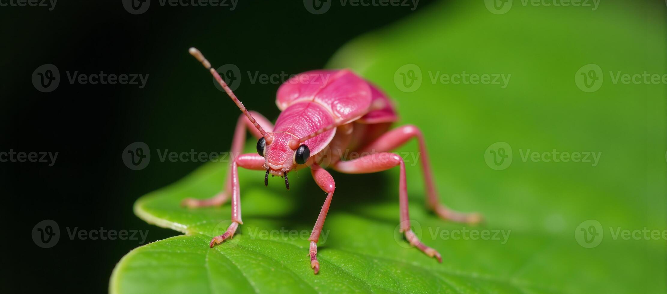 Pink Bug Poses on Green Leaf Gazing Directly into Camera photo