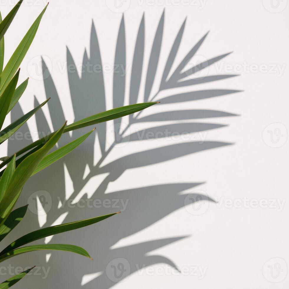 Realistic palm leave shadow overlay isolates tropical plants blurred shadows on white wall ideal for photomockup enhancement with white black color palette photo