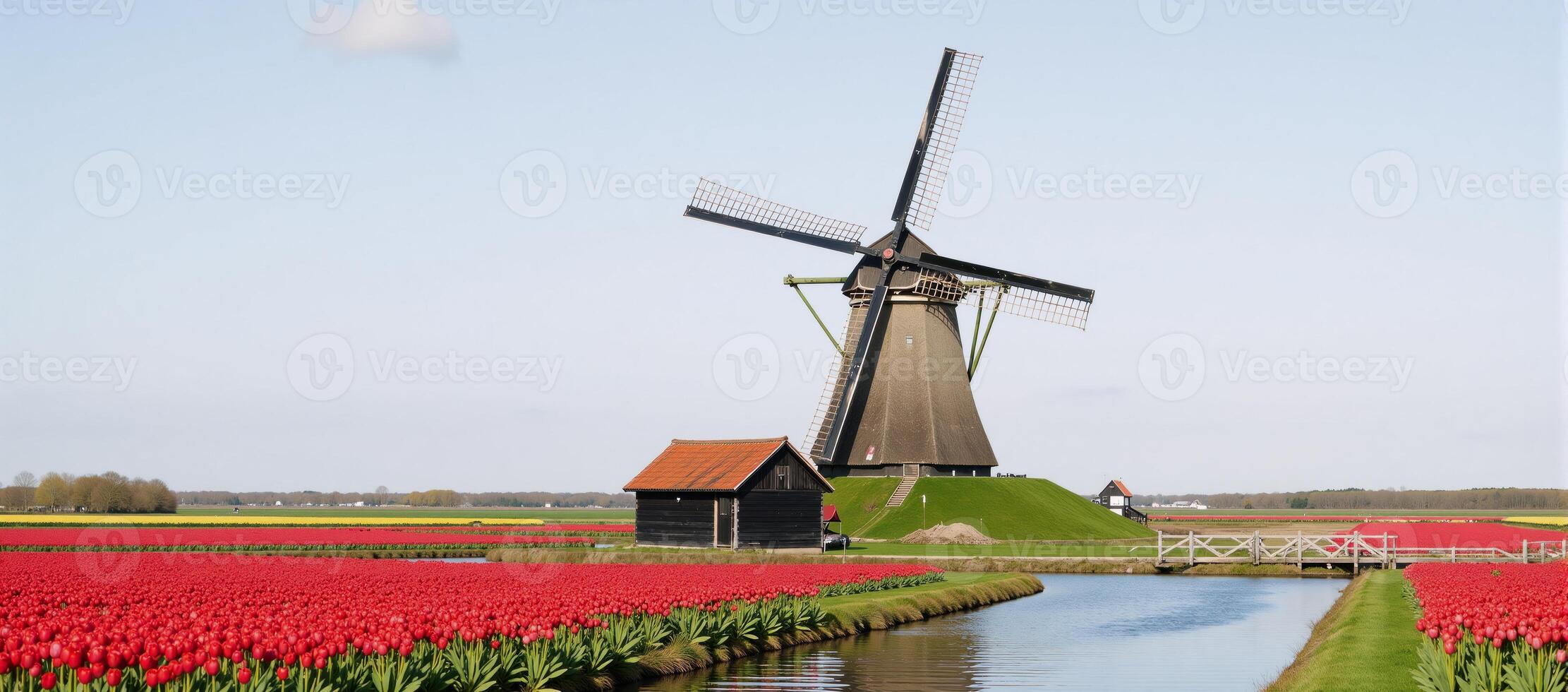 A picturesque Dutch windmill surrounded by tulip fields and river landscape in the setting of Zaanse Schans photo