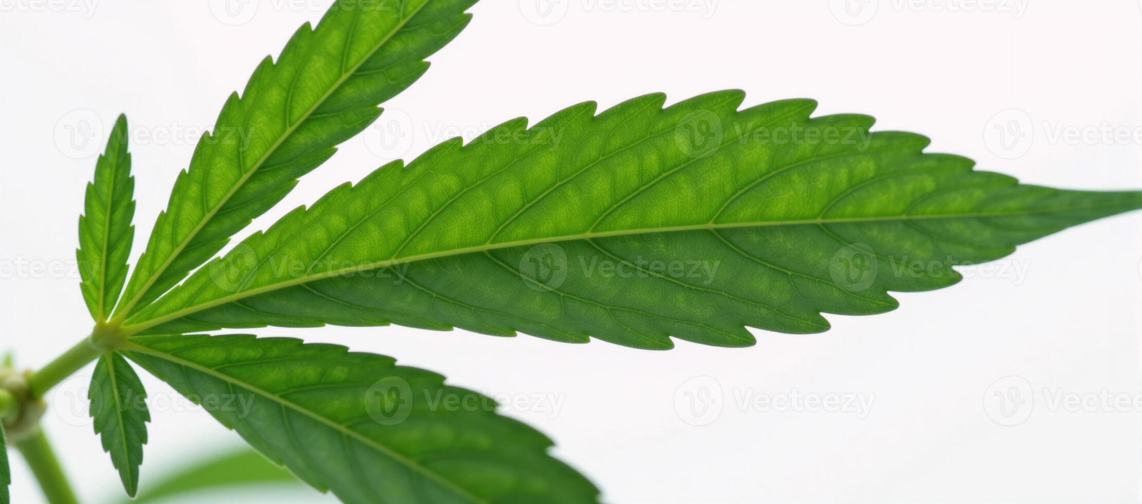 Isolated closeup of a marijuana bud against a white backdrop photo